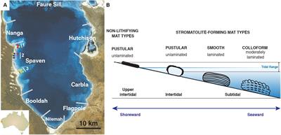 Comparative Metagenomics Provides Insight Into the Ecosystem Functioning of the Shark Bay Stromatolites, Western Australia